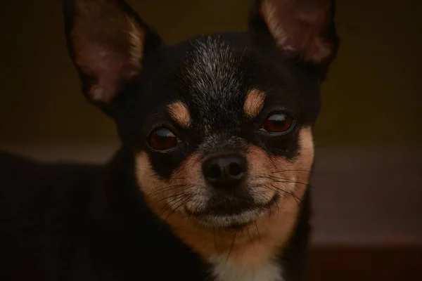 Liten Liten Svart Och Solbränd Och Vit Chihuahua Poserar Svart — Stockfoto