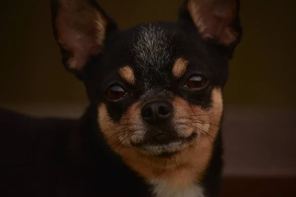 Liten Liten Svart Och Solbränd Och Vit Chihuahua Poserar Svart — Stockfoto