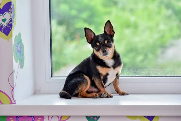 A small beautiful dog of the Chihuahua breed sits alone on a white windowsill by the window. Day. Chihuahua dog on the windowsill. Pet waiting for its owner by the window. The dog is tricolor. dog