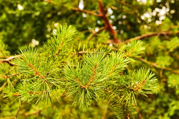 Sfondo Giovane Ramoscello Conifere Verde Ramo Pino Estate — Foto Stock