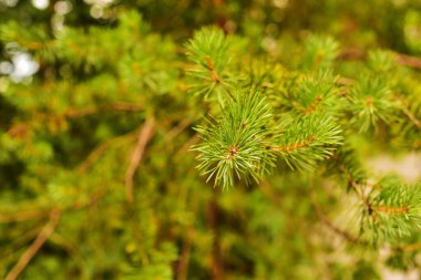 Yeşil kozalaklı dalların arka planı. Yazın çam dalı