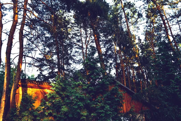 Pine Fundo Floresta Verde Dia Ensolarado Pinhos Céu — Fotografia de Stock