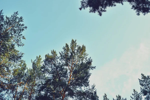 Tall Grön Skog Bakgrund Solig Dag Tall Och Himmel — Stockfoto