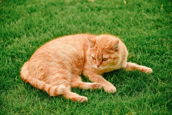 Рыжая Кошка Саду Рыжий Кот Траве Кошка — стоковое фото