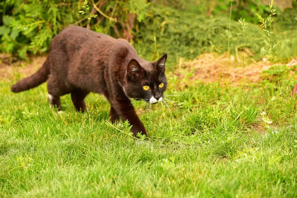 Black cat in the green grass. Black and white cat in the green grass. Cat in the garden. Hunting cat