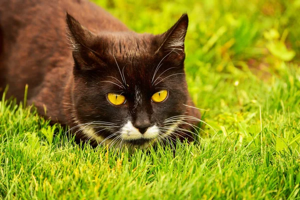 Black cat in the green grass. Black and white cat in the green grass. Cat in the garden. Hunting cat