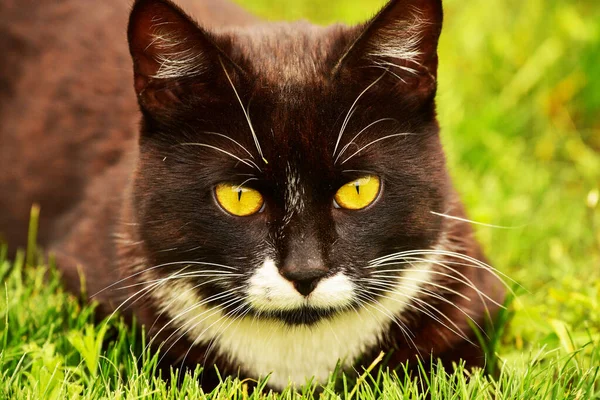 Černá Kočka Zelené Trávě Černá Bílá Kočka Zelené Trávě Kočka — Stock fotografie