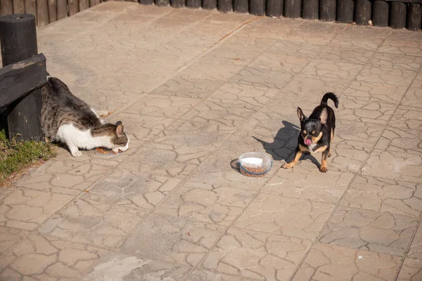 Pies Kot Jedzą Szaro Biały Kot Pies Chihuahua Jedzą Suche — Zdjęcie stockowe
