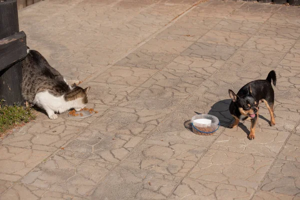 Dog Cat Eat Gray White Cat Chihuahua Dog Eat Dry — Stock Photo, Image