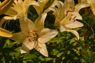 Sarı zambakları kapatın. Sarı zambaklar. Yaz çiçekleri