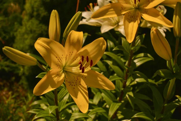 Sarı zambakları kapatın. Sarı zambaklar. Yaz çiçekleri