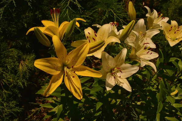 Närbild Gula Liljor Gula Liljor Sommarblommor — Stockfoto