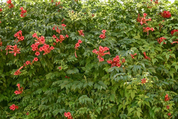 Vackra Röda Blommor Trumpet Vinstockar Eller Trumpet Creeper Campsis Radikaler — Stockfoto