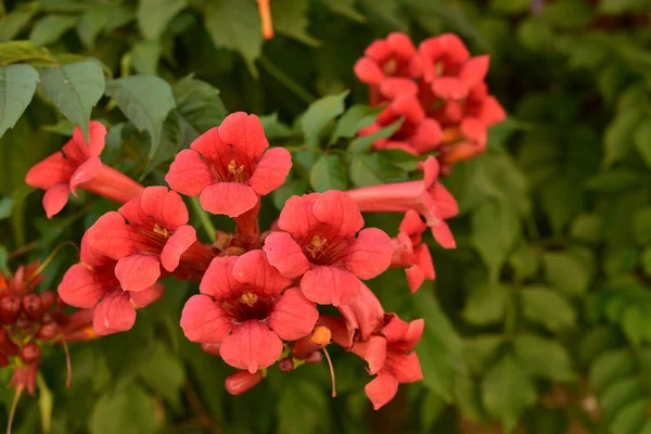 Vackra Röda Blommor Trumpet Vinstockar Eller Trumpet Creeper Campsis Radikaler — Stockfoto