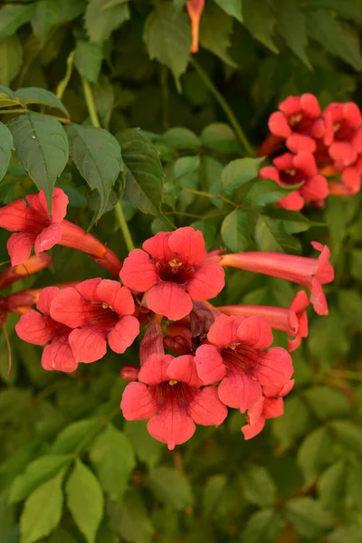 Vackra Röda Blommor Trumpet Vinstockar Eller Trumpet Creeper Campsis Radikaler — Stockfoto