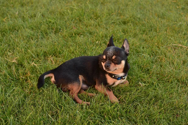 芝生の上の公園でのんびりしてる幸せな犬 チワワ犬は草の上に横たわる — ストック写真