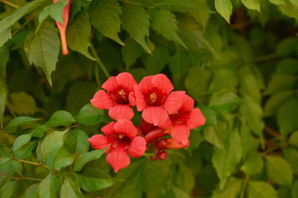 Prachtige Rode Bloemen Van Trompetwijnstok Trompetkruiper Campsis Radicans Campsis Flamenco — Stockfoto