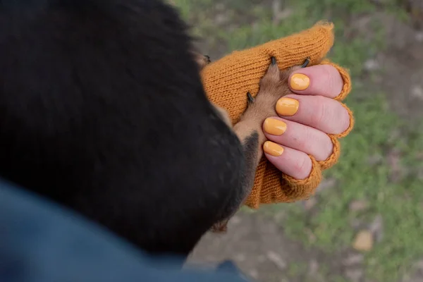 Chihuahua Entre Les Mains Une Femme Une Fille Caressant Son — Photo