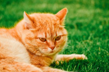 Bahçedeki kızıl kedi. Çimlerin üzerinde kızıl kedi. Kedi yavrusu