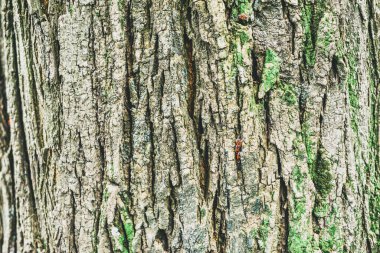 Ağaç kabuğunun arka planı. Yaşlı ağaçların dokusu. Ağaç kabuğuyla çekilmiş bir dizi fotoğraf. Ağaç kabuğu tasarımcıları için arka plan. Gündüz havlayan ağaçlar. Ağaçların yosunlu ve yosunsuz fotoğrafları