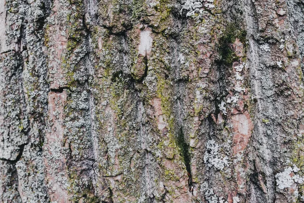 Background of tree bark. The texture of the old trees. A series of photographs with bark of trees. Background for tree bark designers. Trees in the daylight bark. Photos of trees with moss and without