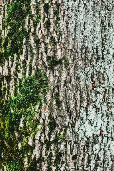 Background of tree bark. The texture of the old trees. A series of photographs with bark of trees. Background for tree bark designers. Trees in the daylight bark. Photos of trees with moss and without