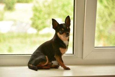 Chihuahua cinsinden küçük güzel bir köpek pencerenin kenarındaki beyaz bir pencere pervazında tek başına oturuyor. İyi günler. Pencere kenarında Chihuahua köpeği. Evcil hayvan sahibini pencerede bekliyor. Köpek üç renkli. köpek