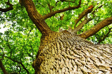 Aşağıdan görünen eski bir meşe ağacının gövdesi ve dalları. Eski bir meşe tacı. Yazın gökyüzüne karşı çok eski bir meşe ağacı. Bahçede yeşil yapraklar, park, dinlenme alanı