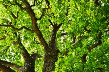 Aşağıdan görünen eski bir meşe ağacının gövdesi ve dalları. Eski bir meşe tacı. Yazın gökyüzüne karşı çok eski bir meşe ağacı. Bahçede yeşil yapraklar, park, dinlenme alanı