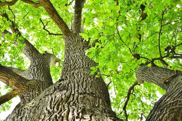 Aşağıdan görünen eski bir meşe ağacının gövdesi ve dalları. Eski bir meşe tacı. Yazın gökyüzüne karşı çok eski bir meşe ağacı. Bahçede yeşil yapraklar, park, dinlenme alanı