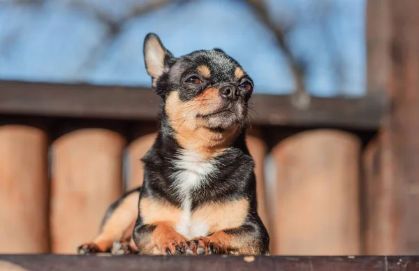 Pequeno Cão Chihuahua Bonito Mentindo Feche Pequeno Cão Chiwawa Deitado — Fotografia de Stock