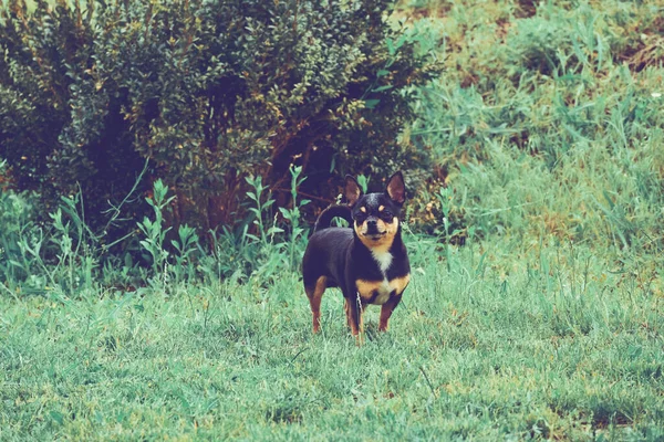 Chihuahua Hund Auf Gras Kleiner Hund Chihuahua Auf Einem Hintergrund — Stockfoto