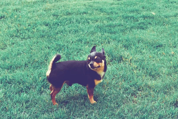 Τσιουάουα Ντογκ Στο Γρασίδι Μικρό Σκυλί Τσιουάουα Φόντο Χόρτου Σκυλί — Φωτογραφία Αρχείου