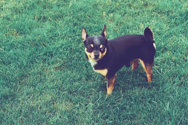 Chihuahua Hond Gras Kleine Hond Chihuahua Een Achtergrond Van Gras — Stockfoto