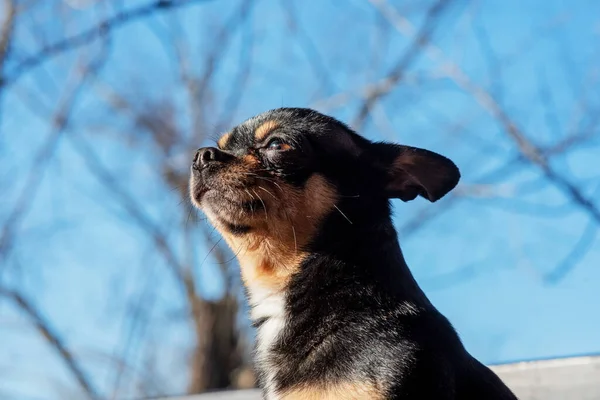 Mały Słodki Pies Chihuahua Kłamie Zamknij Małego Chiwawa Psa Kłamie — Zdjęcie stockowe