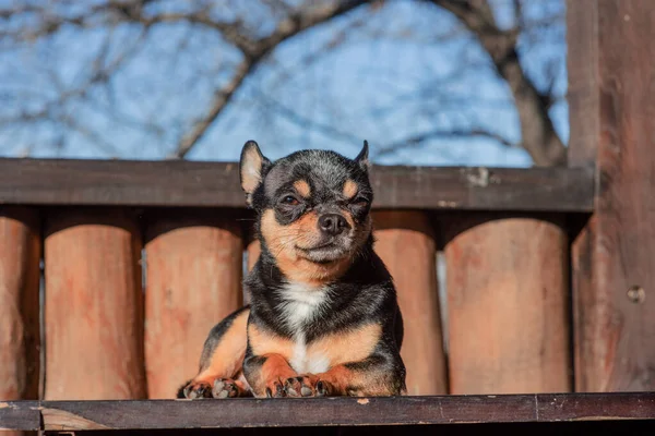 Pequeño Perro Chihuahua Lindo Mintiendo Cierra Pequeño Perro Chiwawa Mintiendo — Foto de Stock