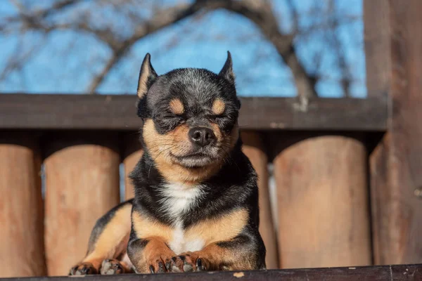 Pequeño Perro Chihuahua Lindo Mintiendo Cierra Pequeño Perro Chiwawa Mintiendo — Foto de Stock