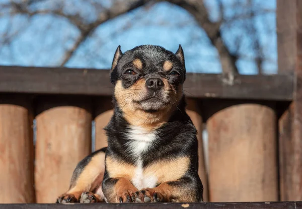 Mały Słodki Pies Chihuahua Kłamie Zamknij Małego Chiwawa Psa Kłamie — Zdjęcie stockowe
