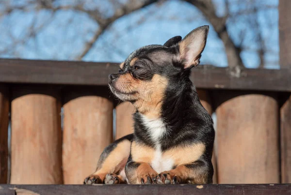 Pequeño Perro Chihuahua Lindo Mintiendo Cierra Pequeño Perro Chiwawa Mintiendo —  Fotos de Stock