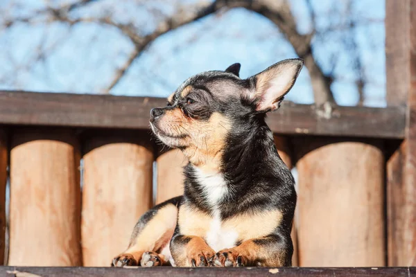 Kleiner Süßer Chihuahua Hund Liegend Nahaufnahme Des Kleinen Chiwawa Hundes — Stockfoto