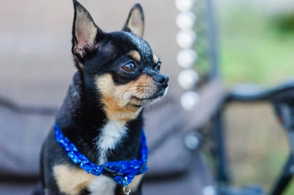 Chihuahua Dans Une Chaise Chien Animal Compagnie Tri Couleur Noir — Photo