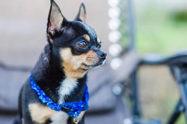 Chihuahua Een Stoel Hond Huisdier Driekleurig Zwart Bruin Wit Hond — Stockfoto