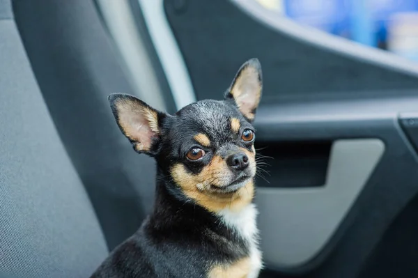 Dog in car. Funny chihuahua. Tiny dog on seat in car. Dog with big ears in a car waiting for owner. Black chihuahua dog in a car on a seat. Chihuahua is a pet of black-brown-white color.