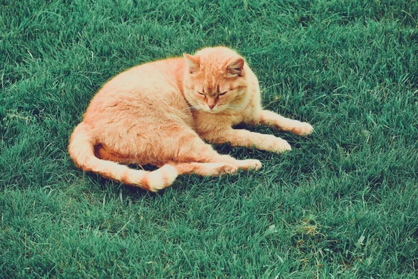 ginger cat in the garden. Ginger cat on the grass. Cat pet