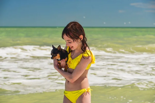 Beautiful Young Caucasian Girl Holding Love Her Little Chihuahua Pet — Stock Photo, Image