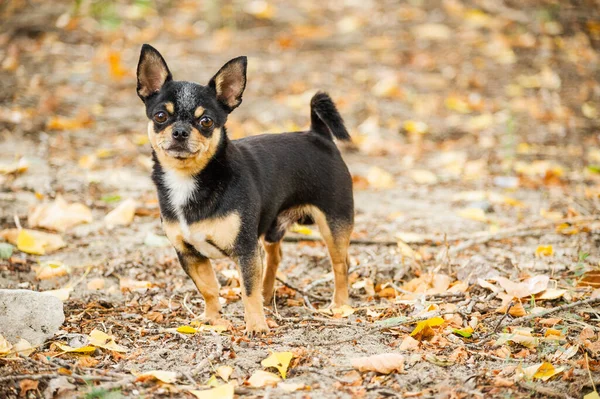 Kiskutya Sétál Utcán Chihuahua Kutya Sétálni Chihuahua Fekete Barna Fehér — Stock Fotó