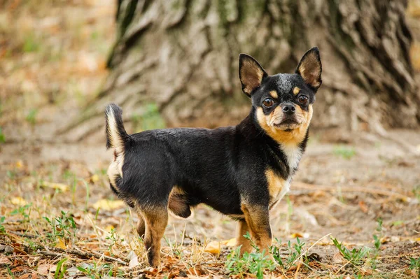 ペット犬が通りを歩いている 散歩のChihuahua犬 Chihuahua黒 茶色と白 散歩中の可愛い子犬 庭や公園で犬よく手入れの行き届いた犬Chihuahuaミニ滑らかな髪 — ストック写真