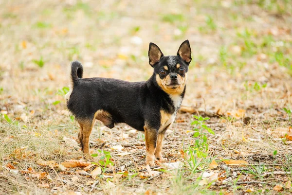 Pet Dog Walks Street Chihuahua Dog Walk Chihuahua Black Brown — Stock Photo, Image
