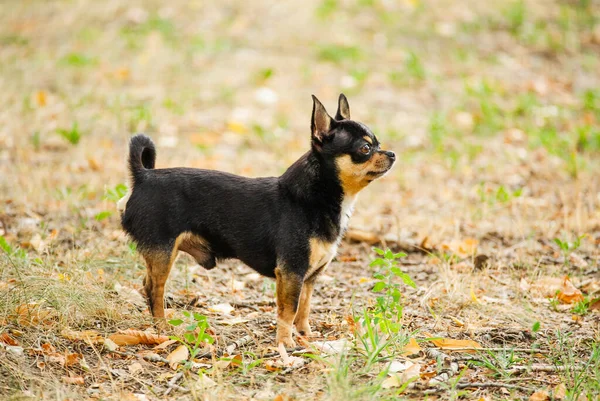 Evcil Köpek Sokakta Yürüyor Chihuahua Köpeği Yürüyüşe Çıktı Chihuahua Siyah — Stok fotoğraf