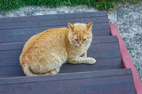 一只生姜的猫坐在门阶上 猫在台阶上 宠物猫宠物 — 图库照片